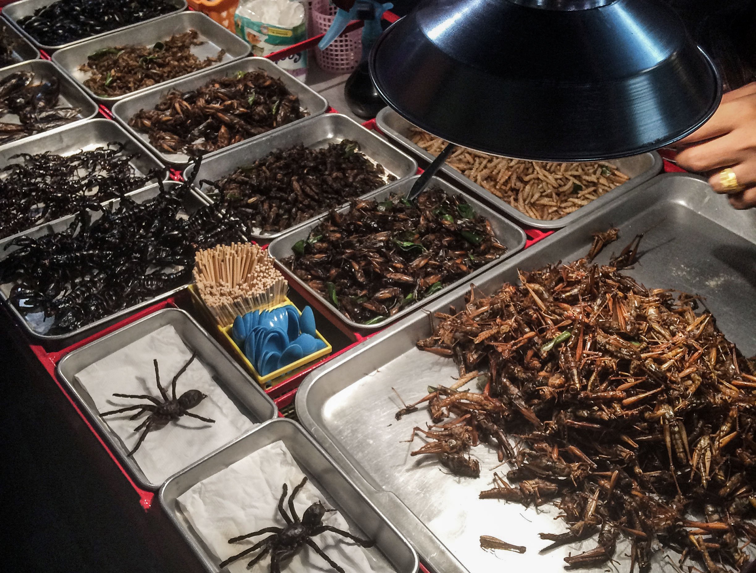 Bangkok_bugs.jpg