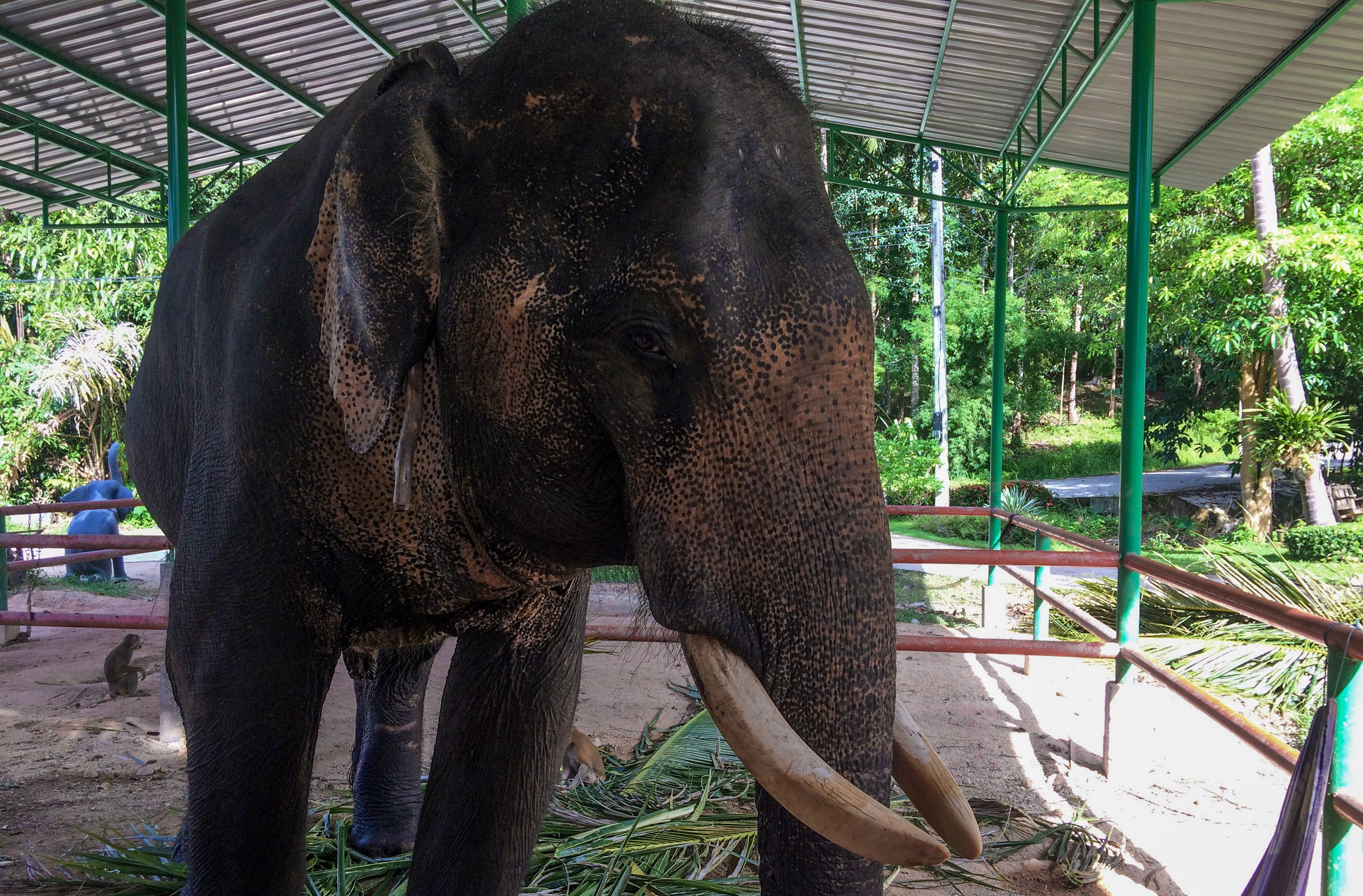 KohPhangan_Elefant1.jpg