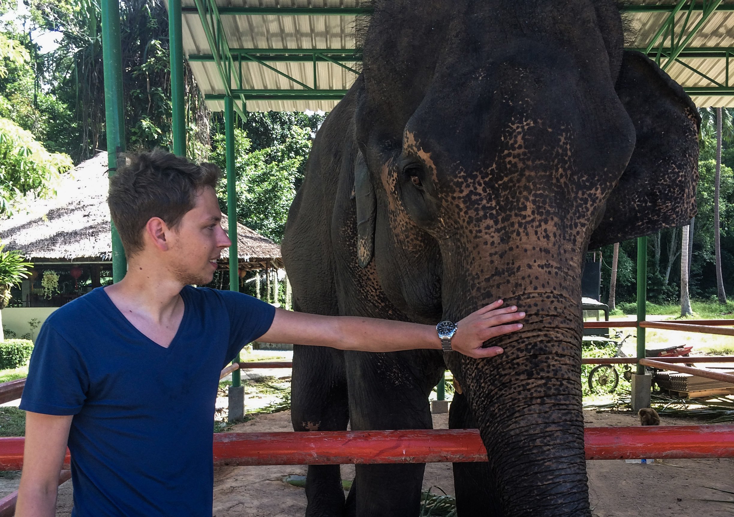 KohPhangan_Elefant2.jpg