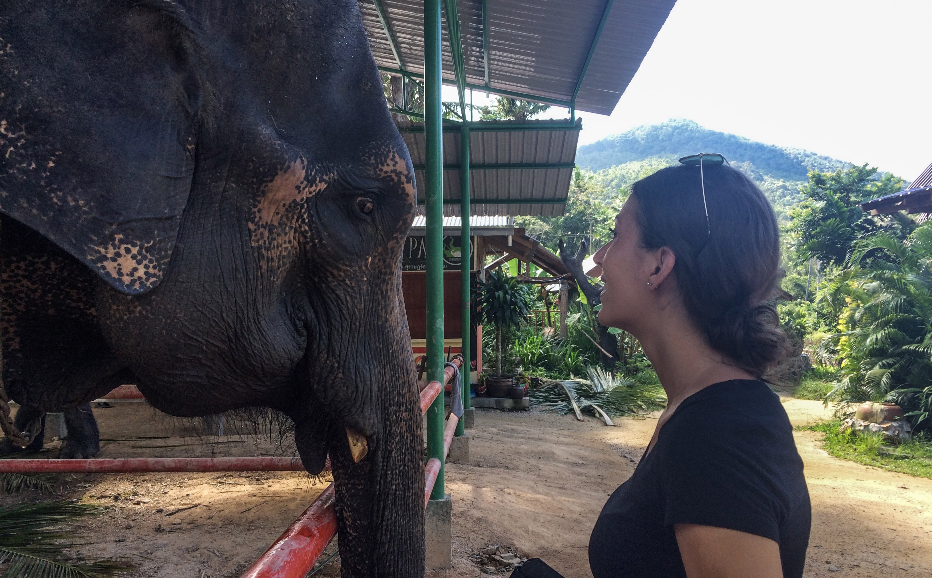 KohPhangan_Elefant3.jpg