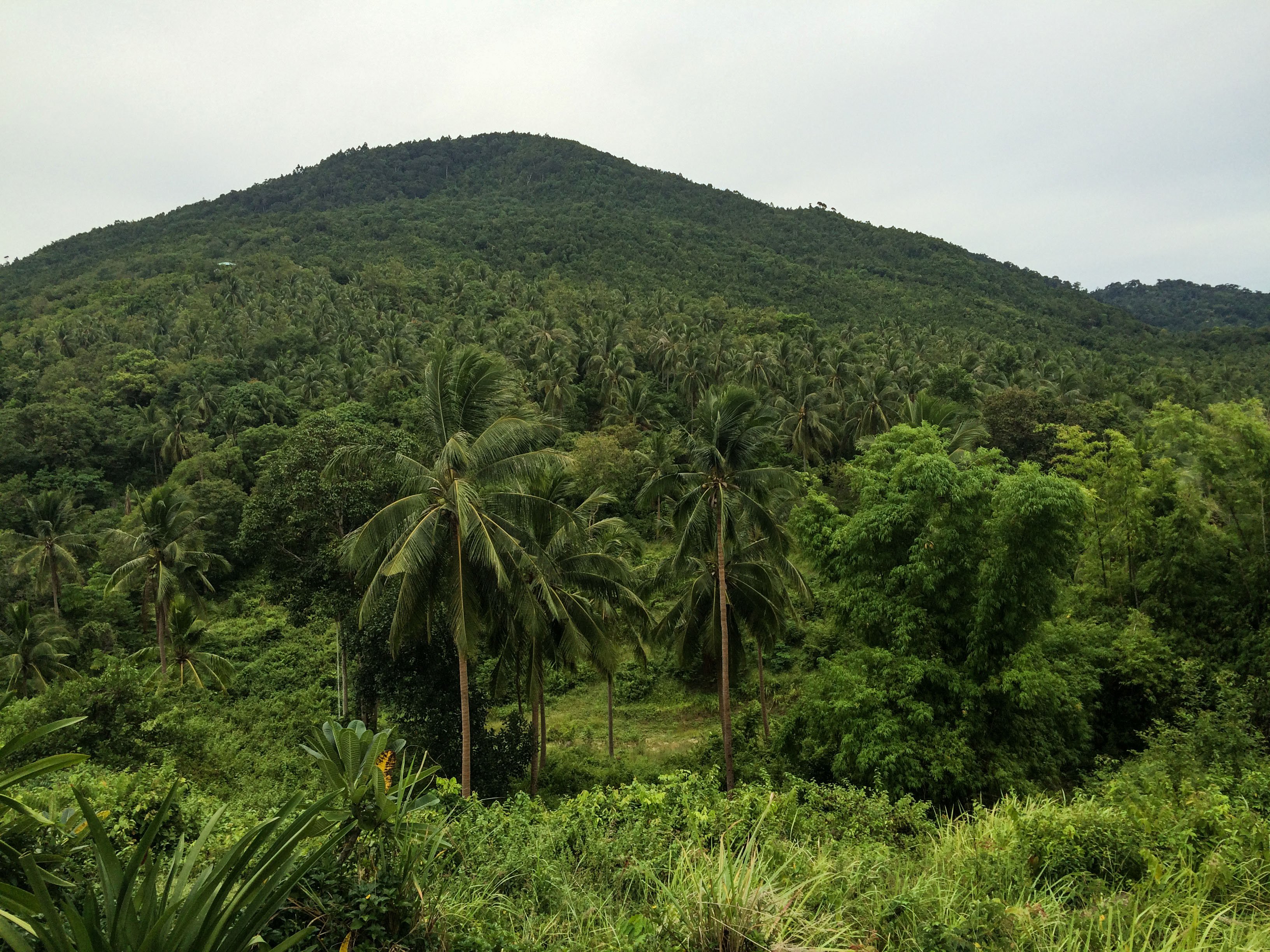 KohPhangan_jungle.jpg