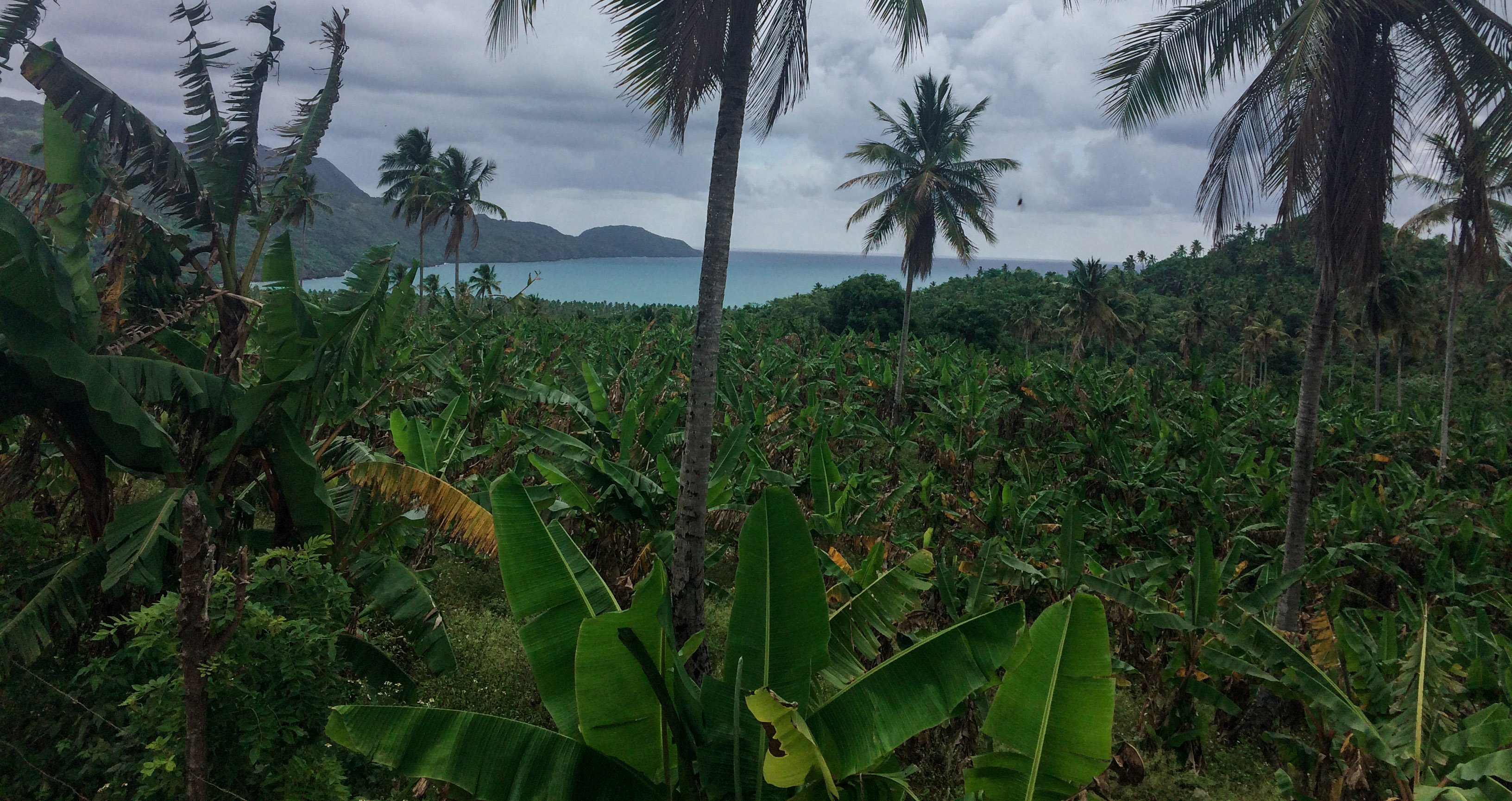 Samana_palm.jpg