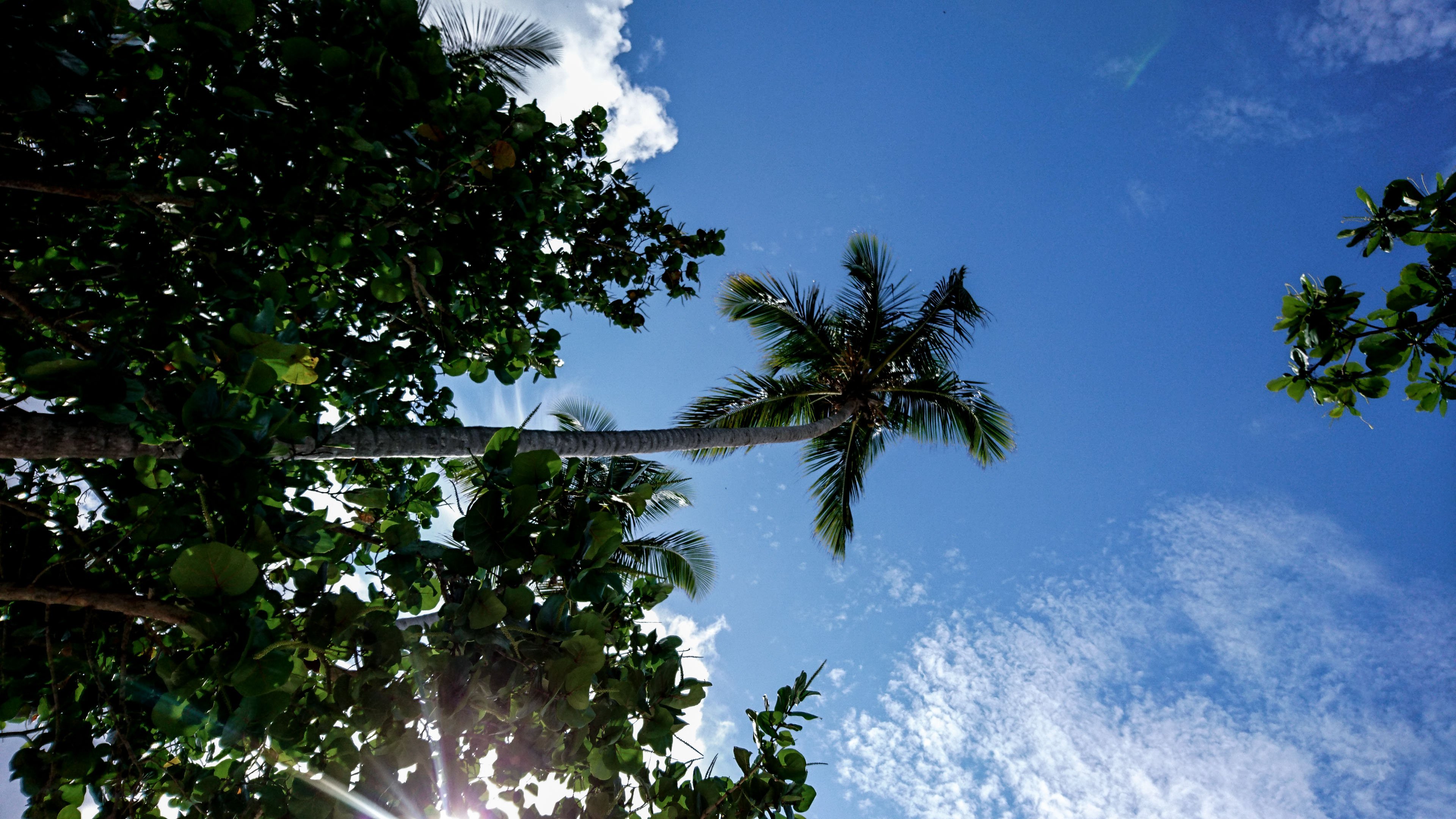 Samana_palm.jpg