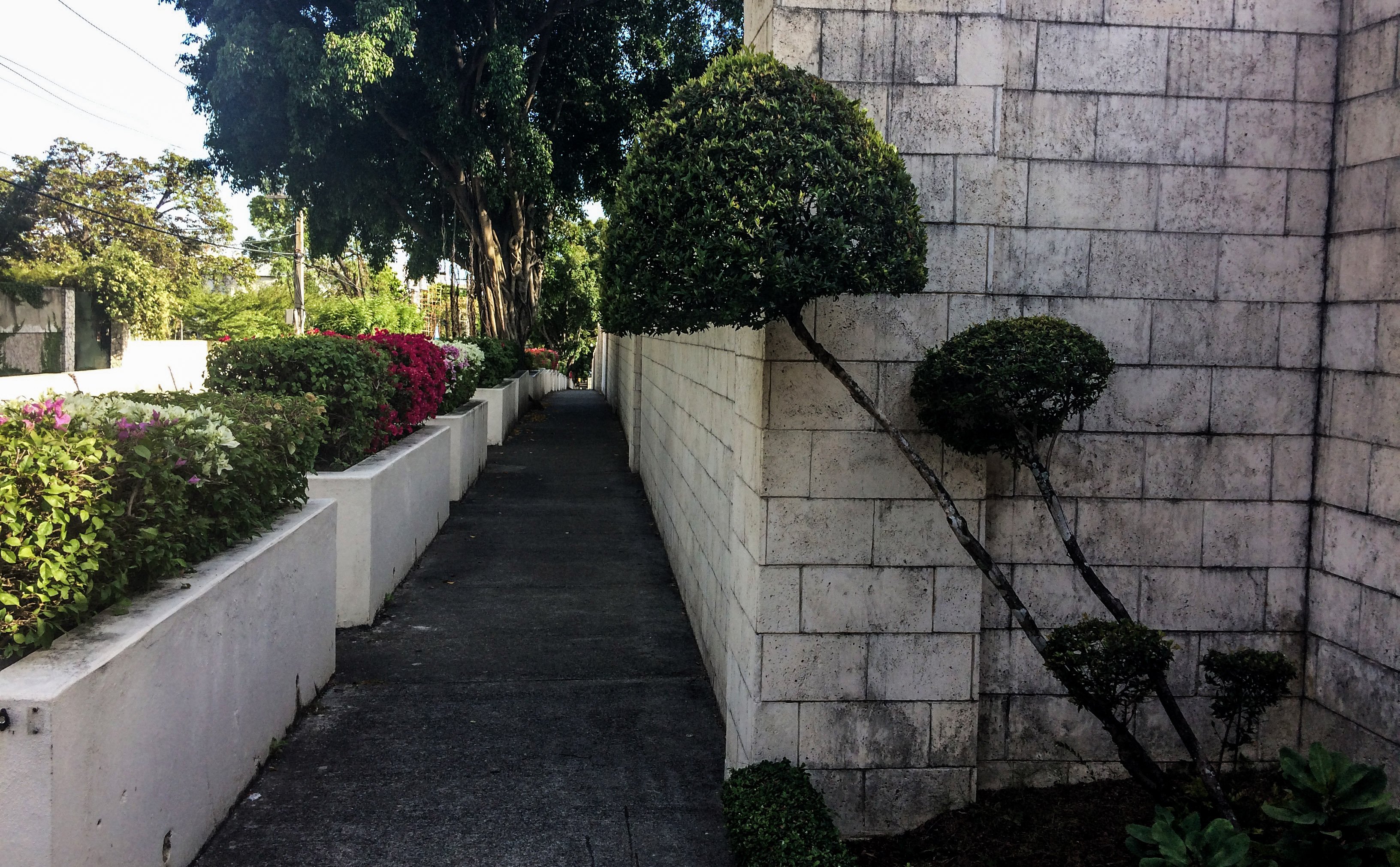 SantoDomingo_plant.jpg