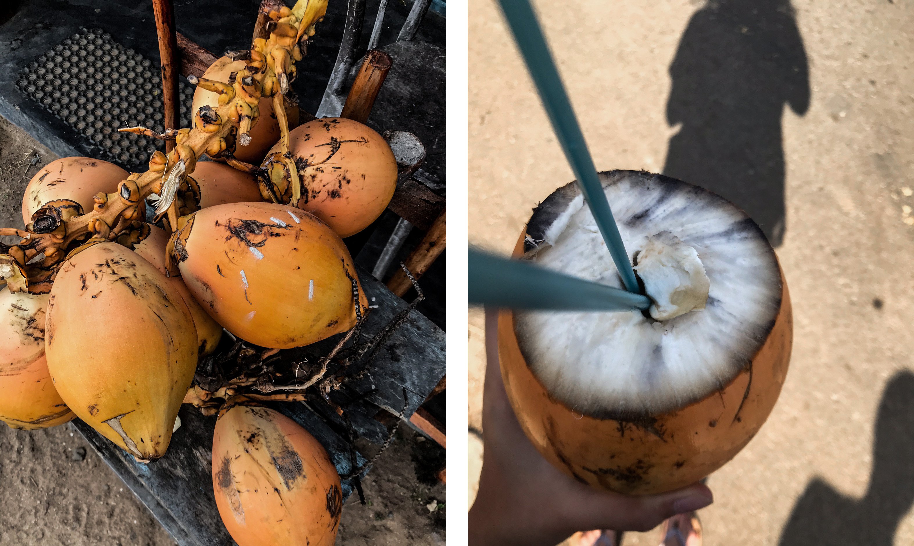SriLanka_coconut.jpg