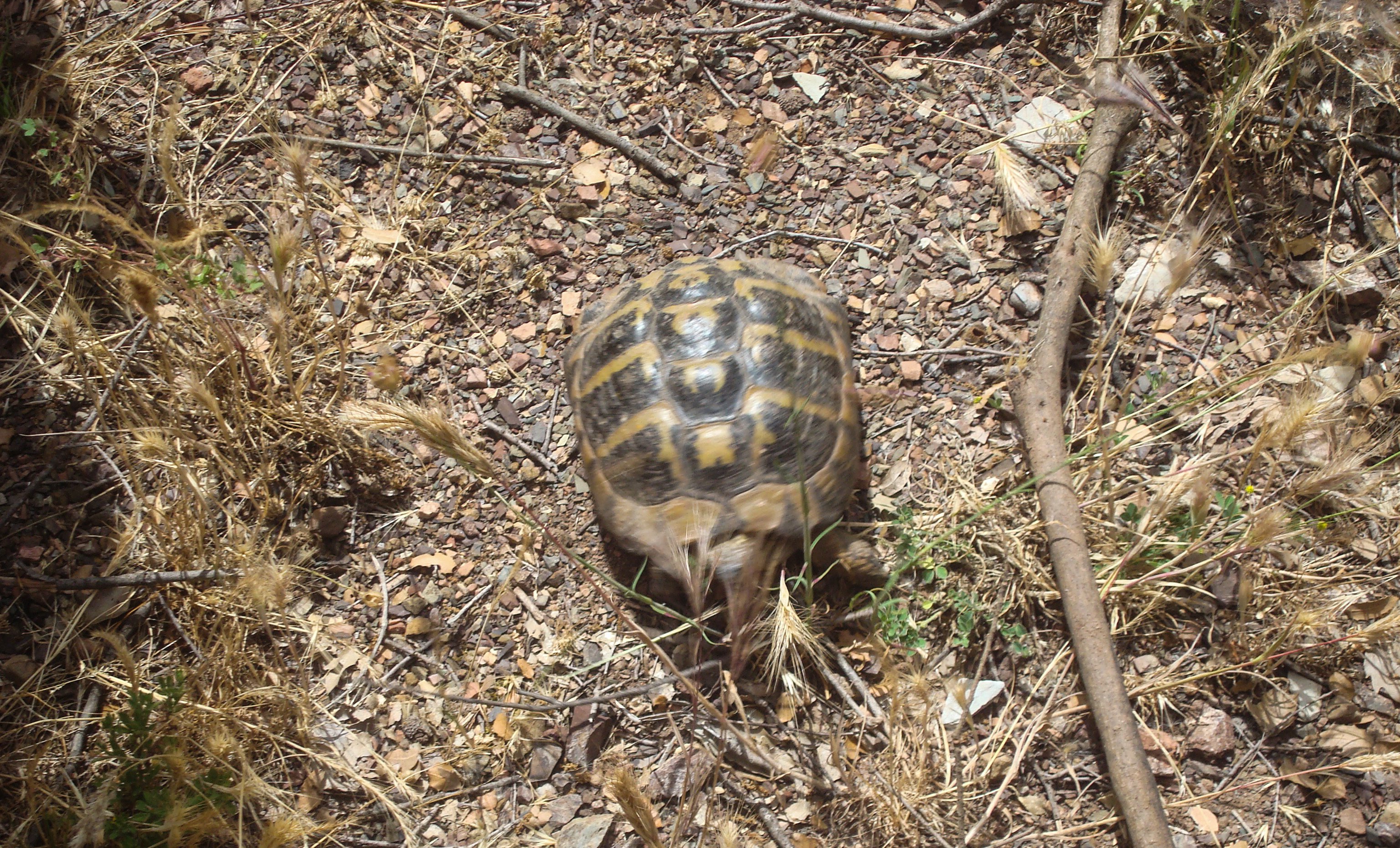 greece_animals2.jpg