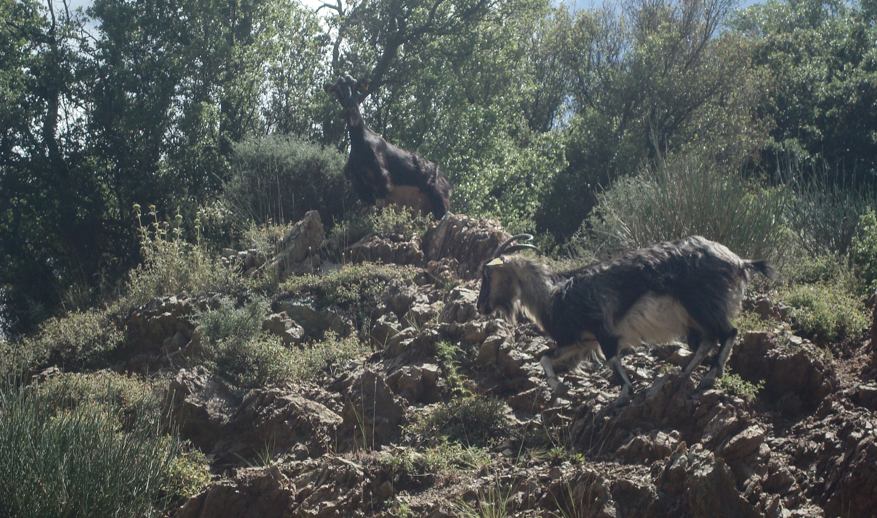 greece_animals3.jpg