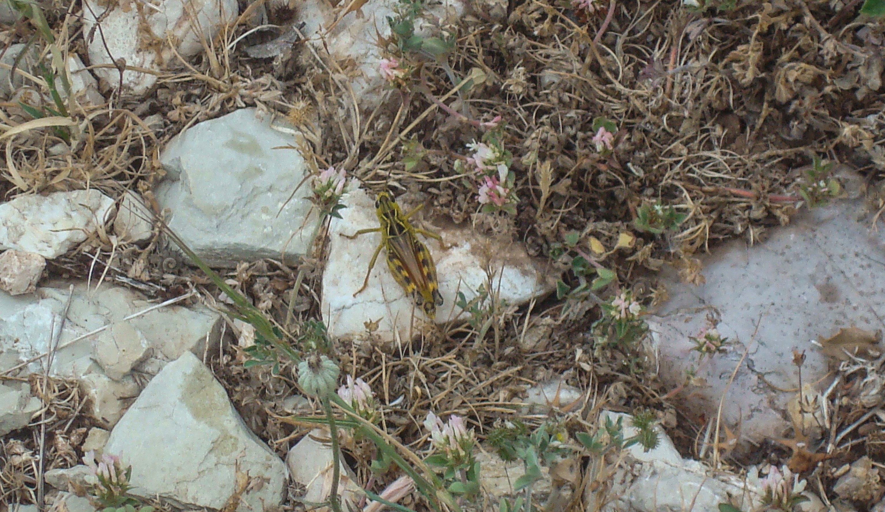 greece_animals4.jpg