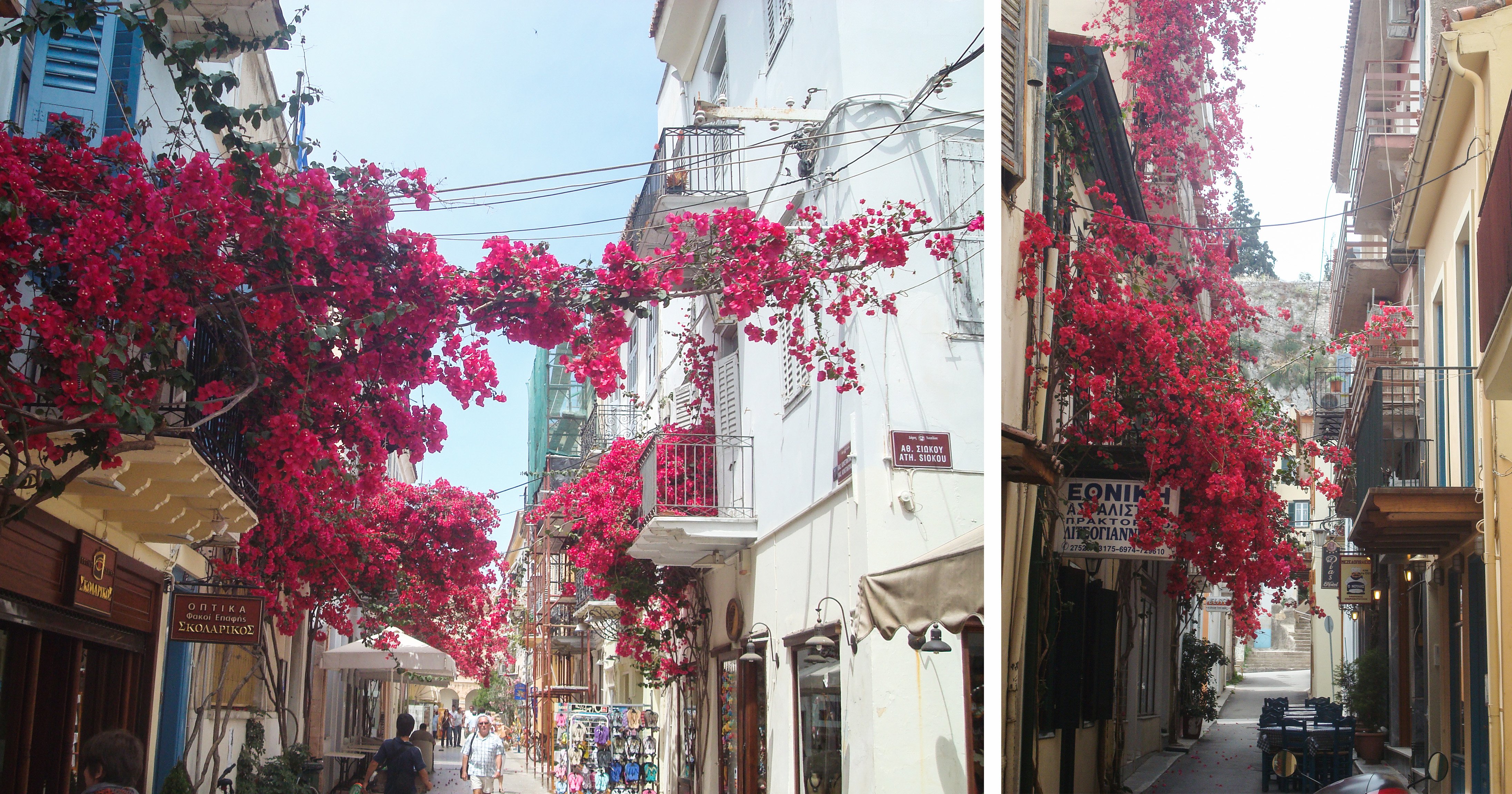 greece_flowers.jpg