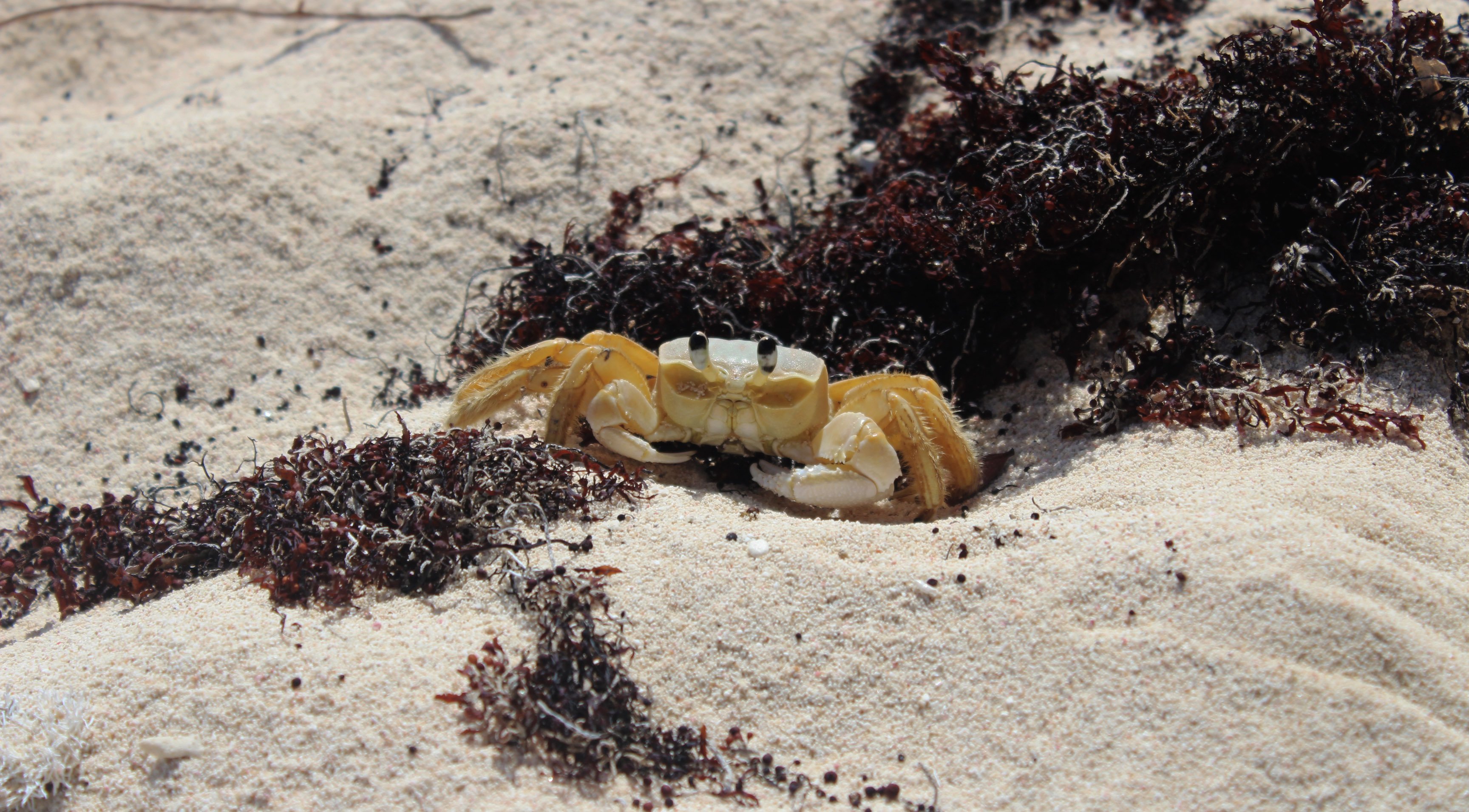 guadeloupe_animal.jpg
