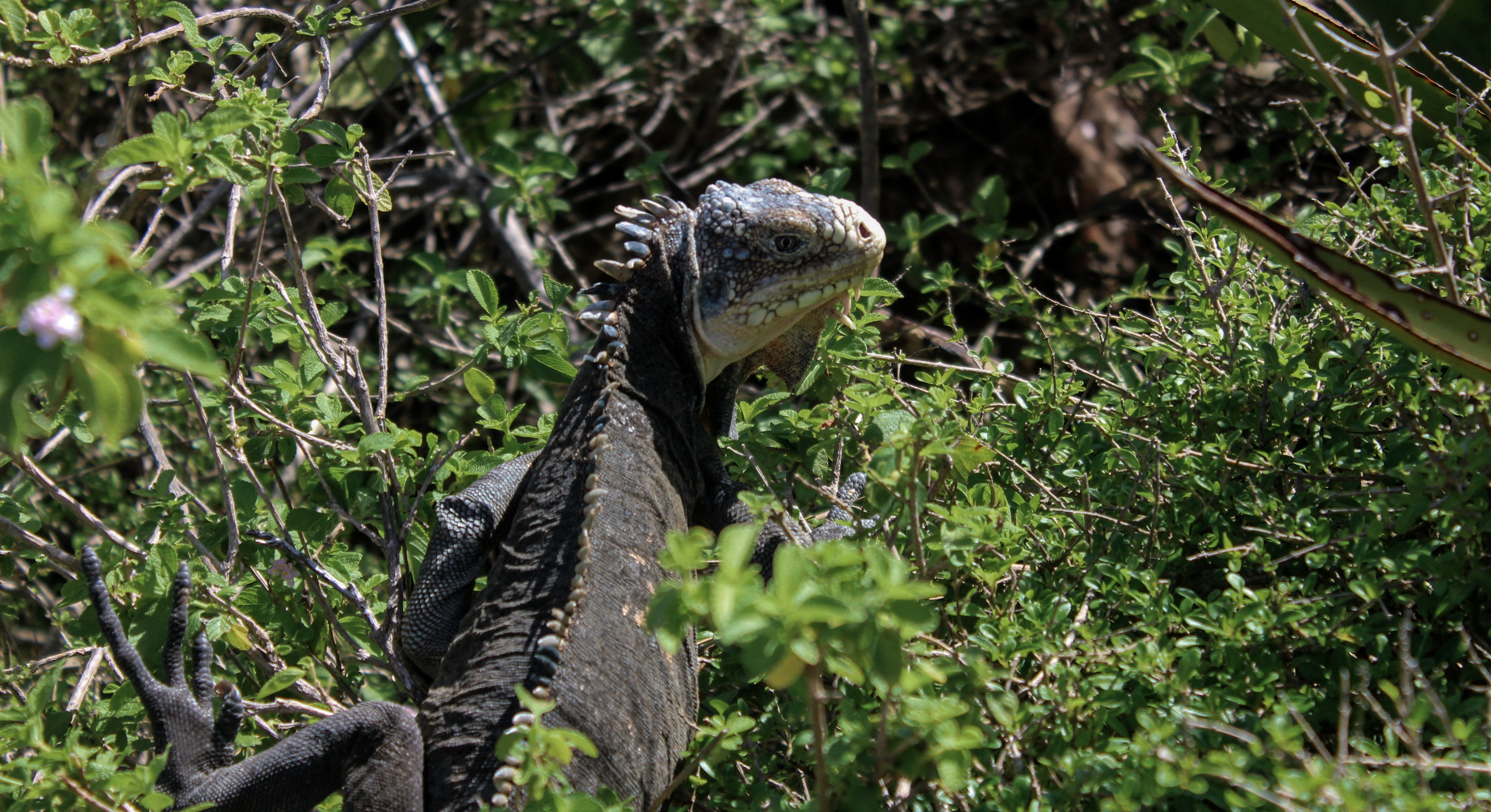 guadeloupe_animal3.jpg