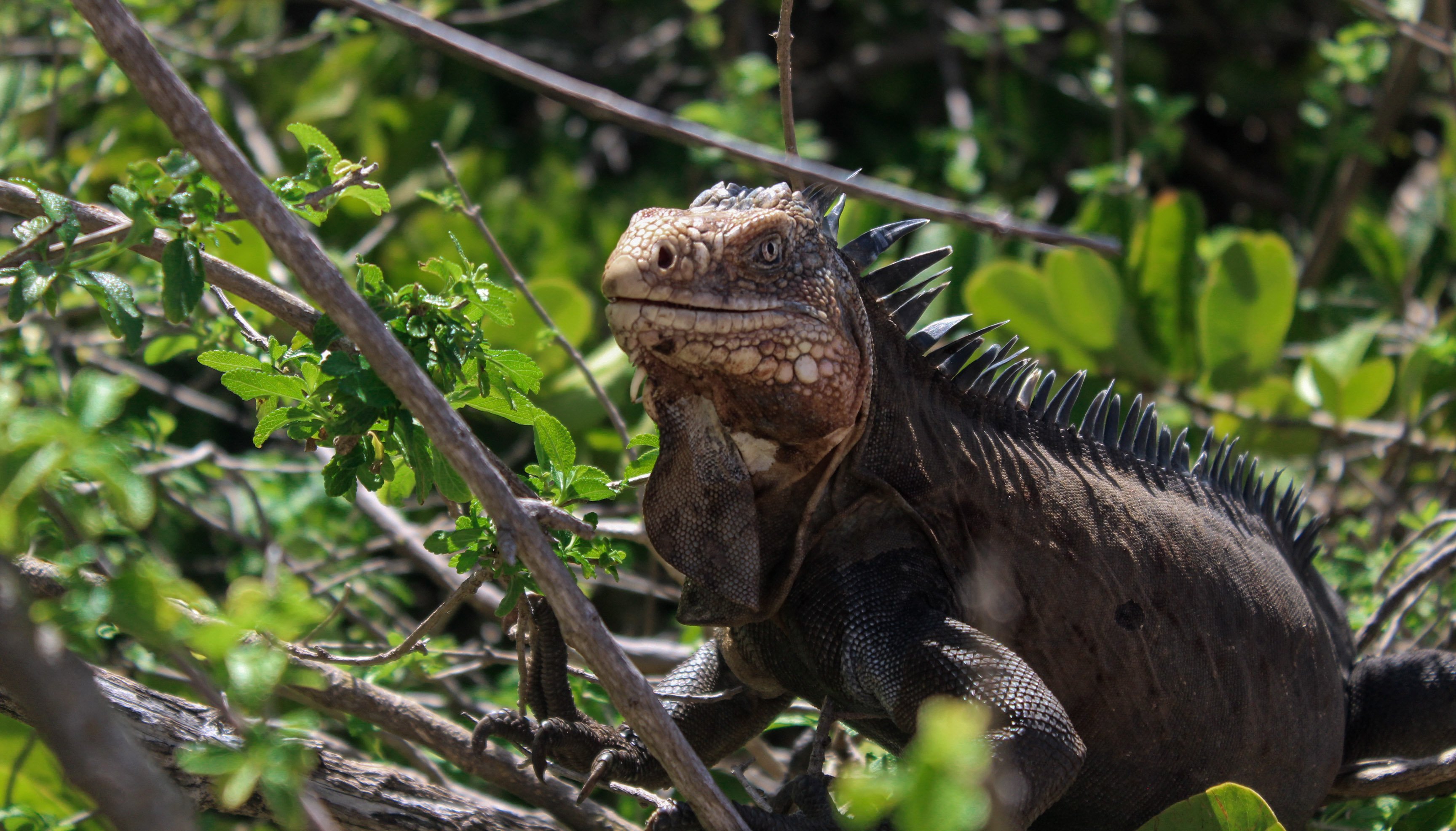 guadeloupe_animal4.jpg