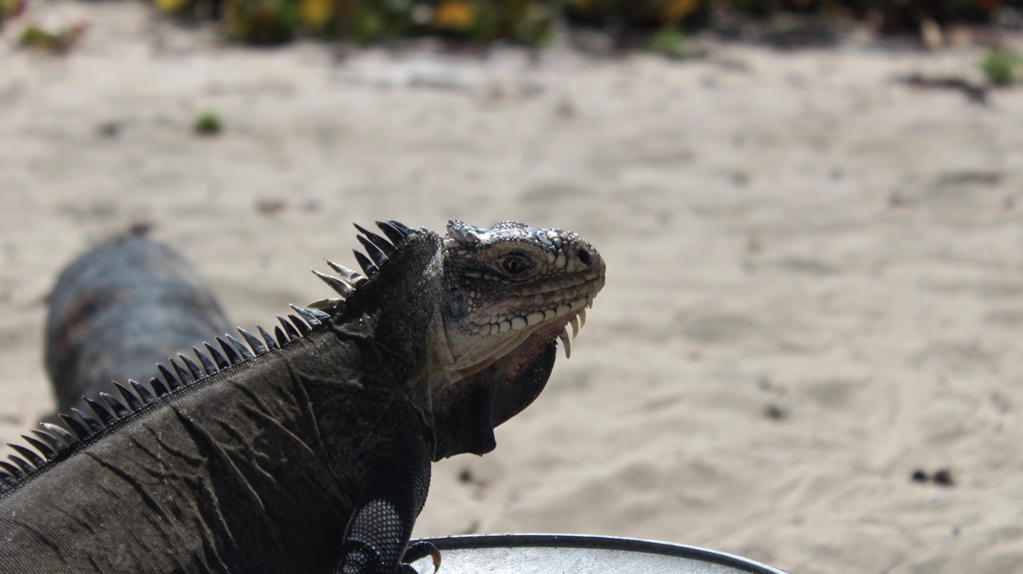 guadeloupe_animal6.jpg