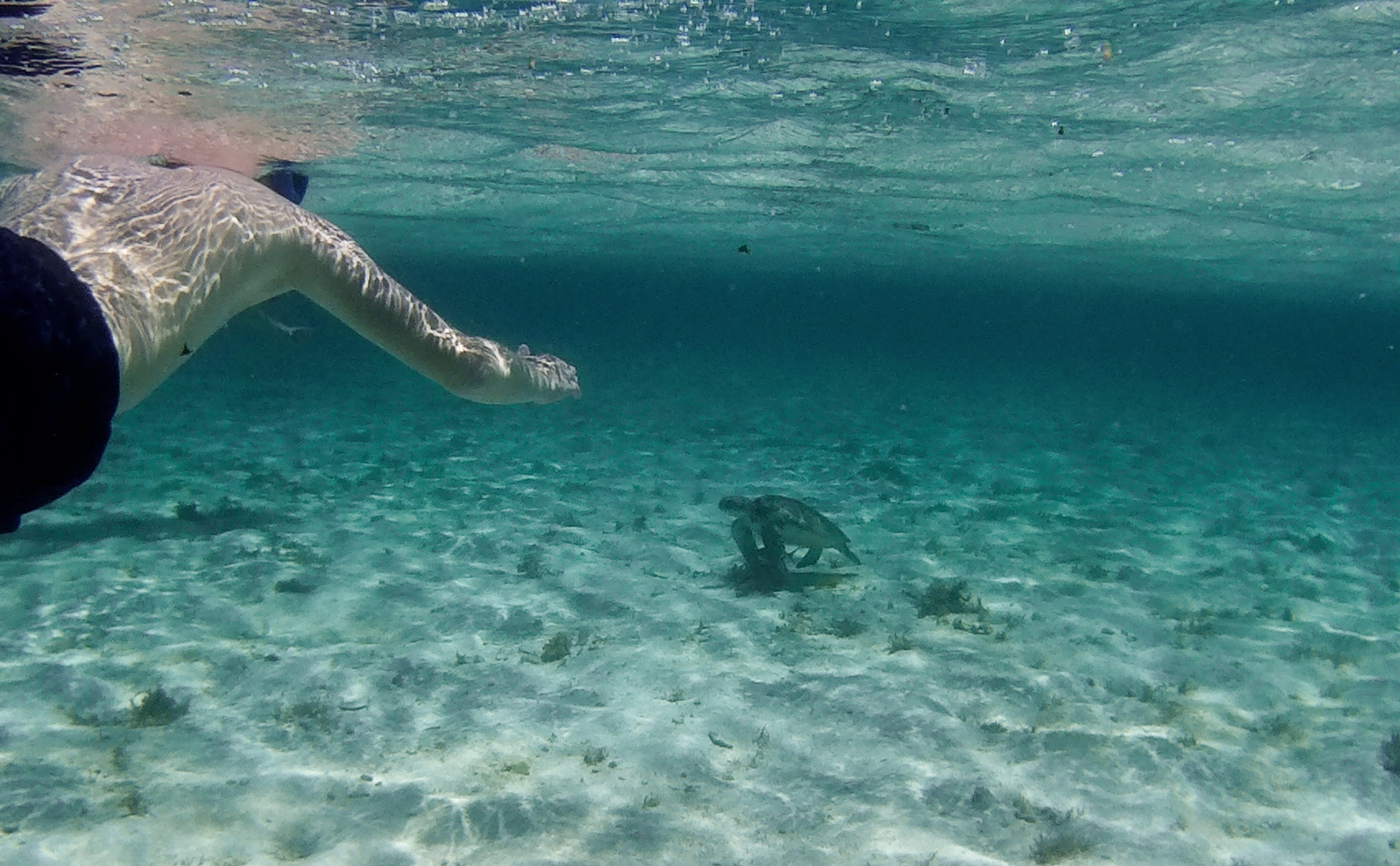 snorkeling.jpg