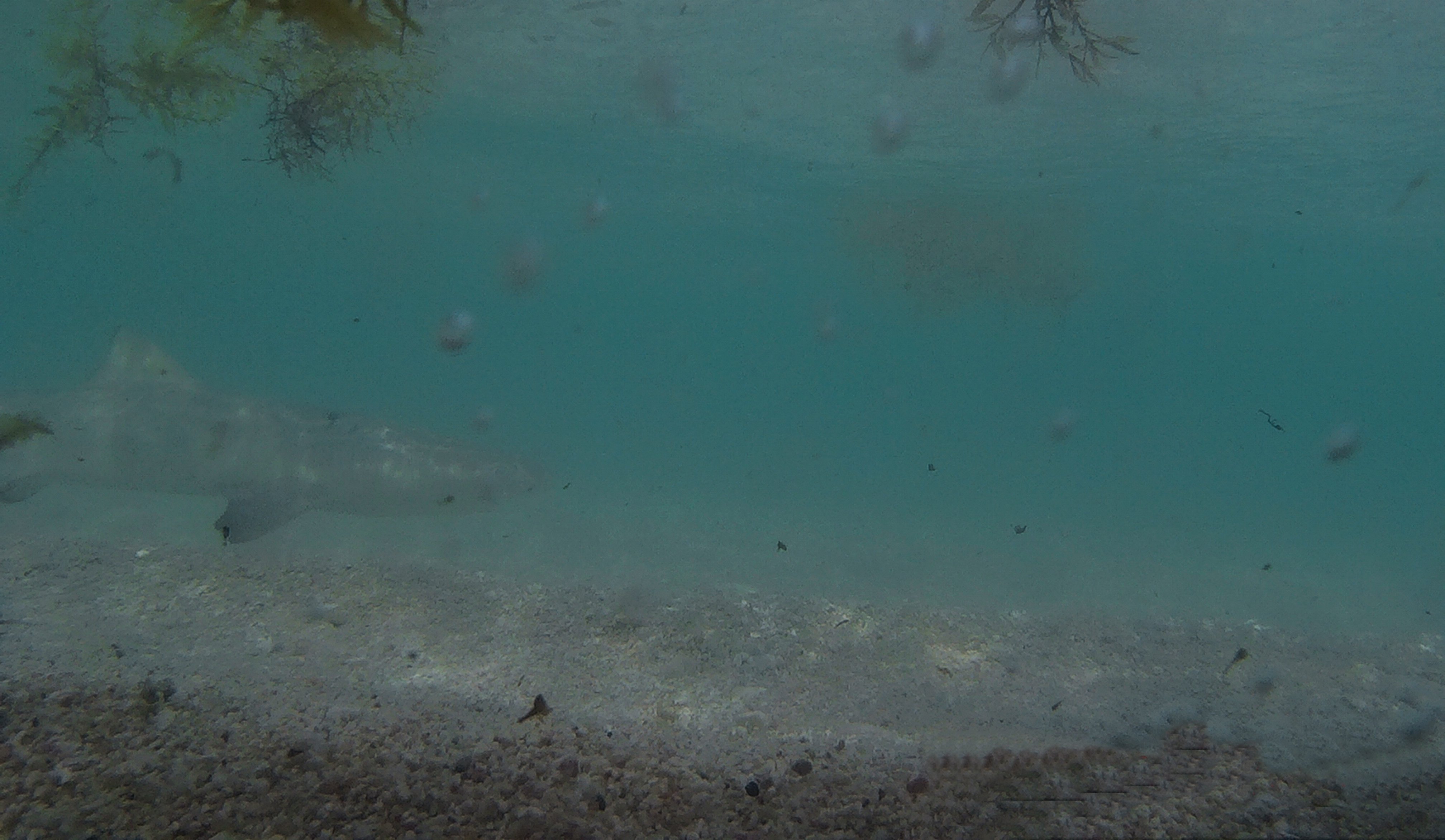 snorkeling2.jpg