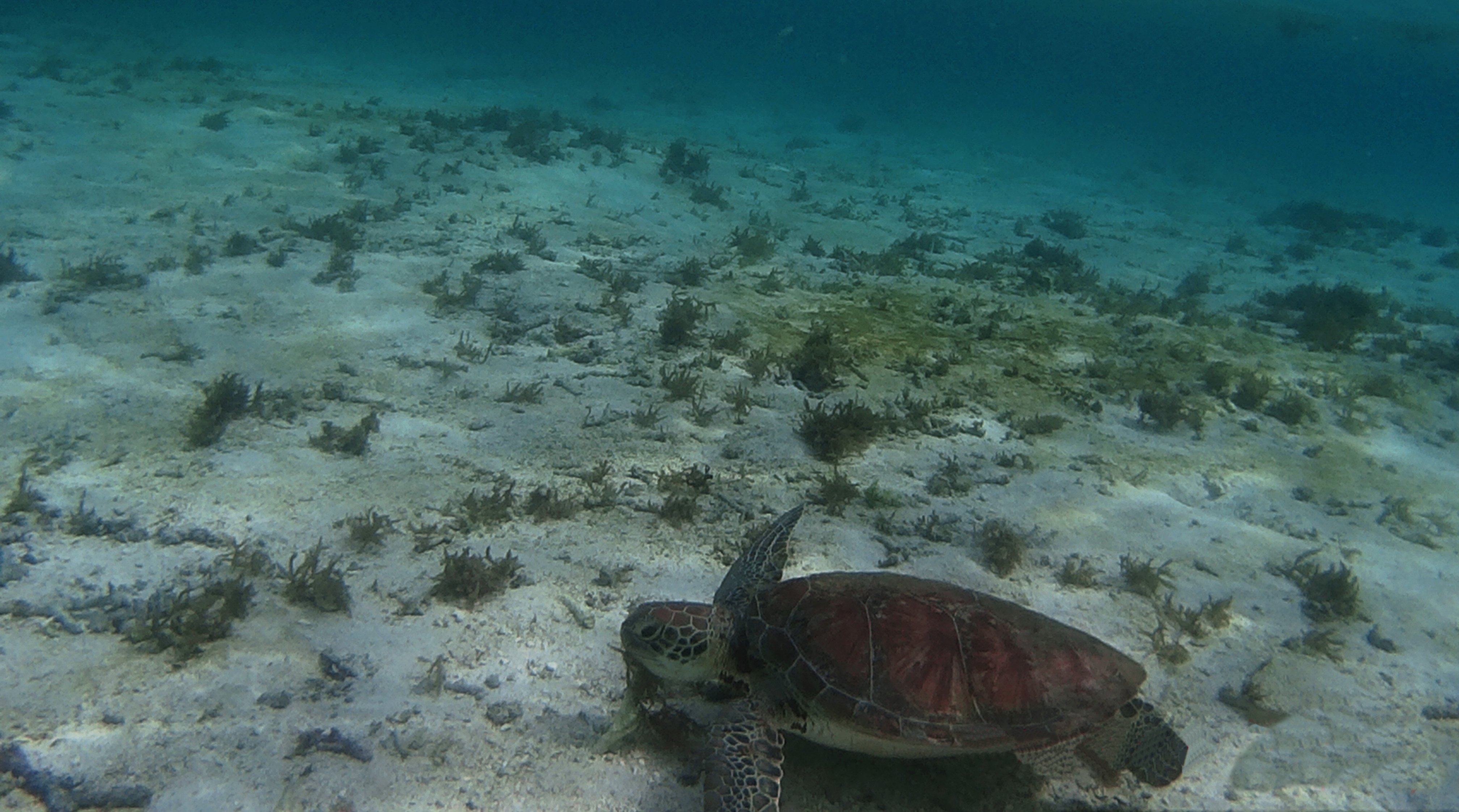 snorkeling3.jpg