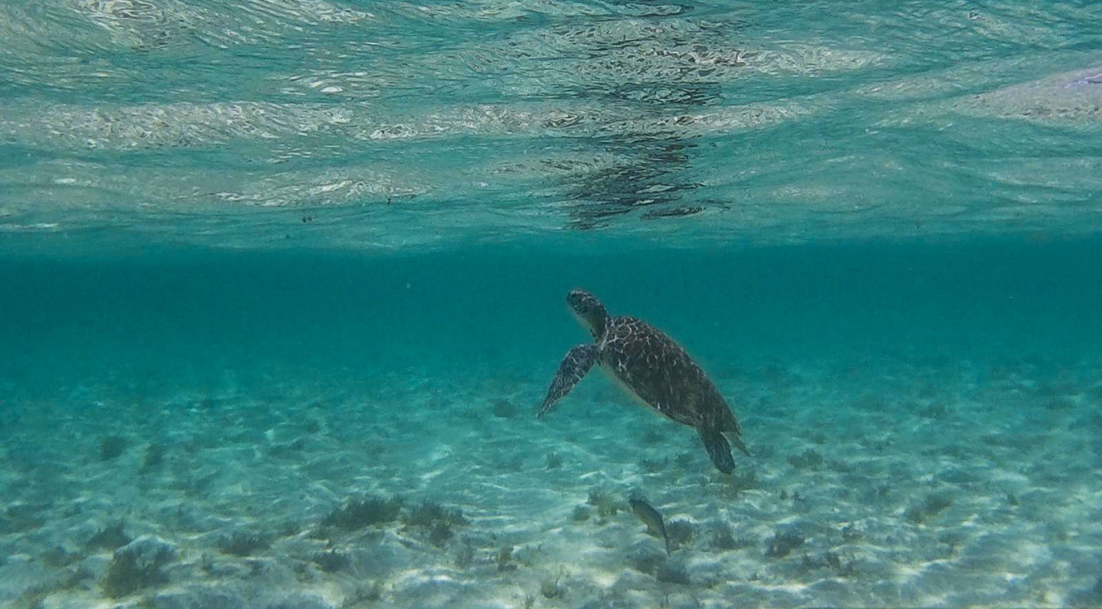 snorkeling6.jpg