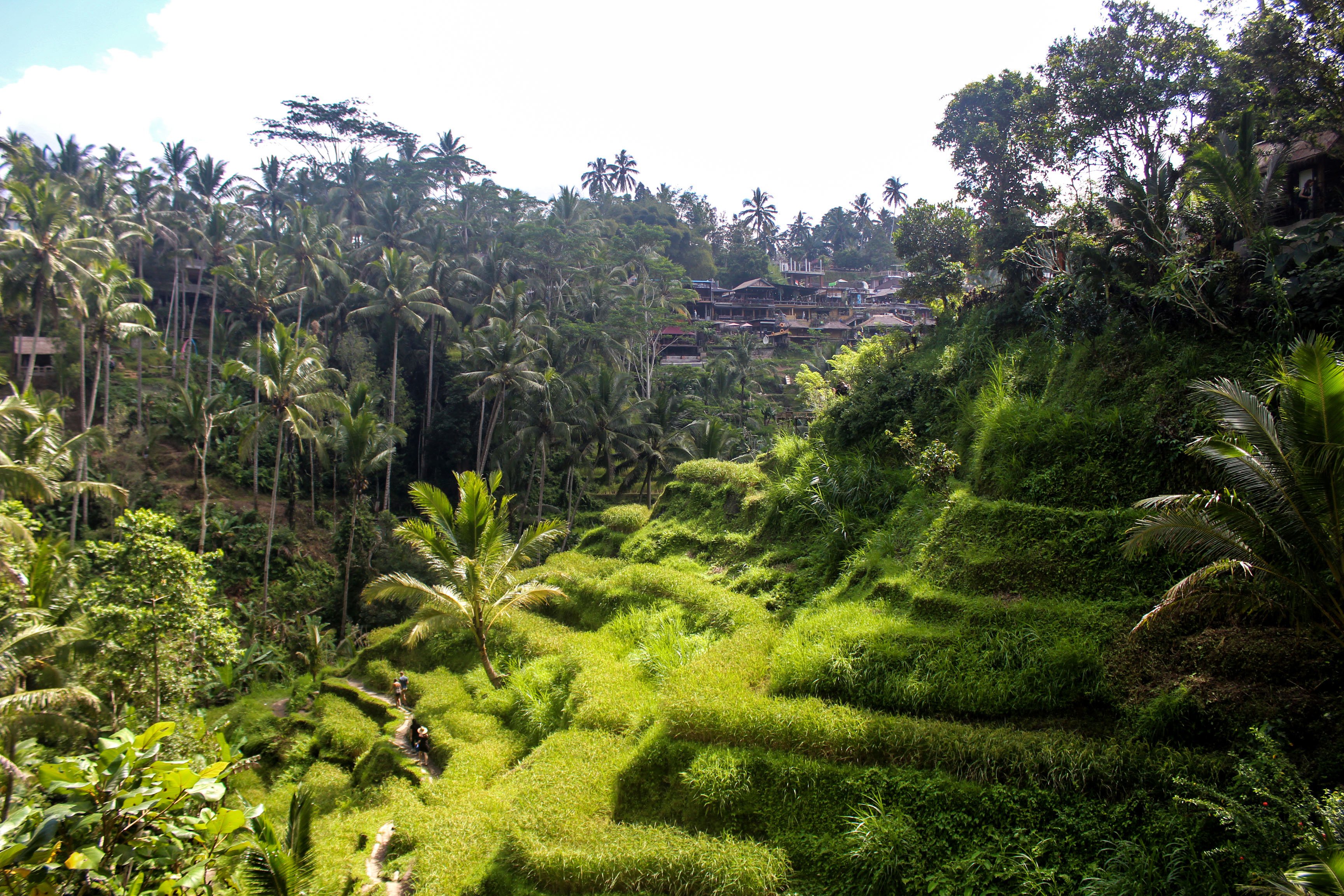 ubud_rice.jpg