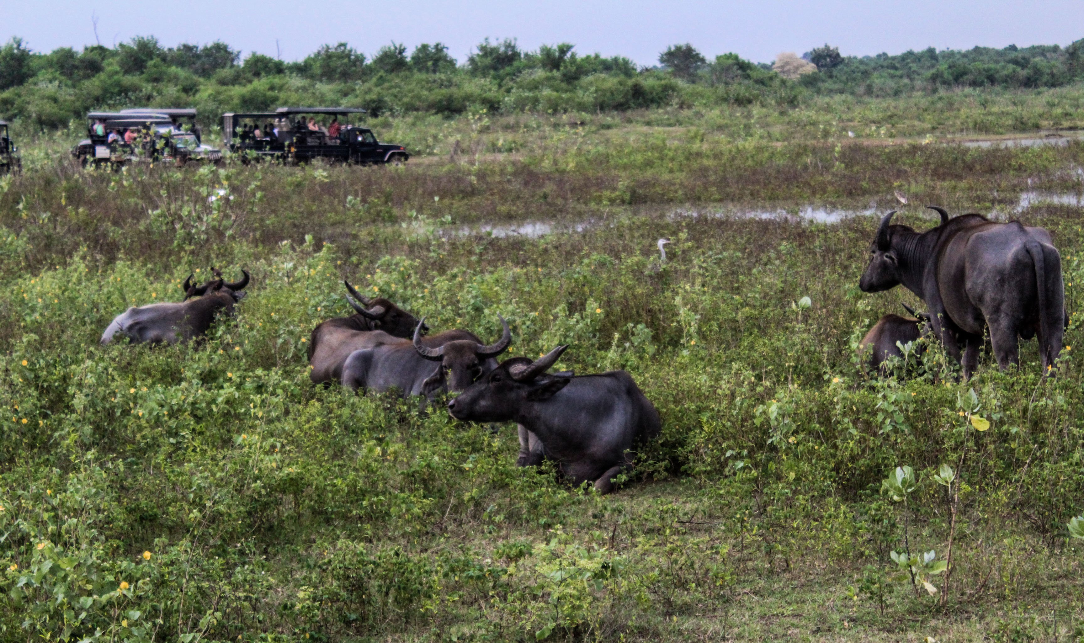 udawalawe_animals3.jpg