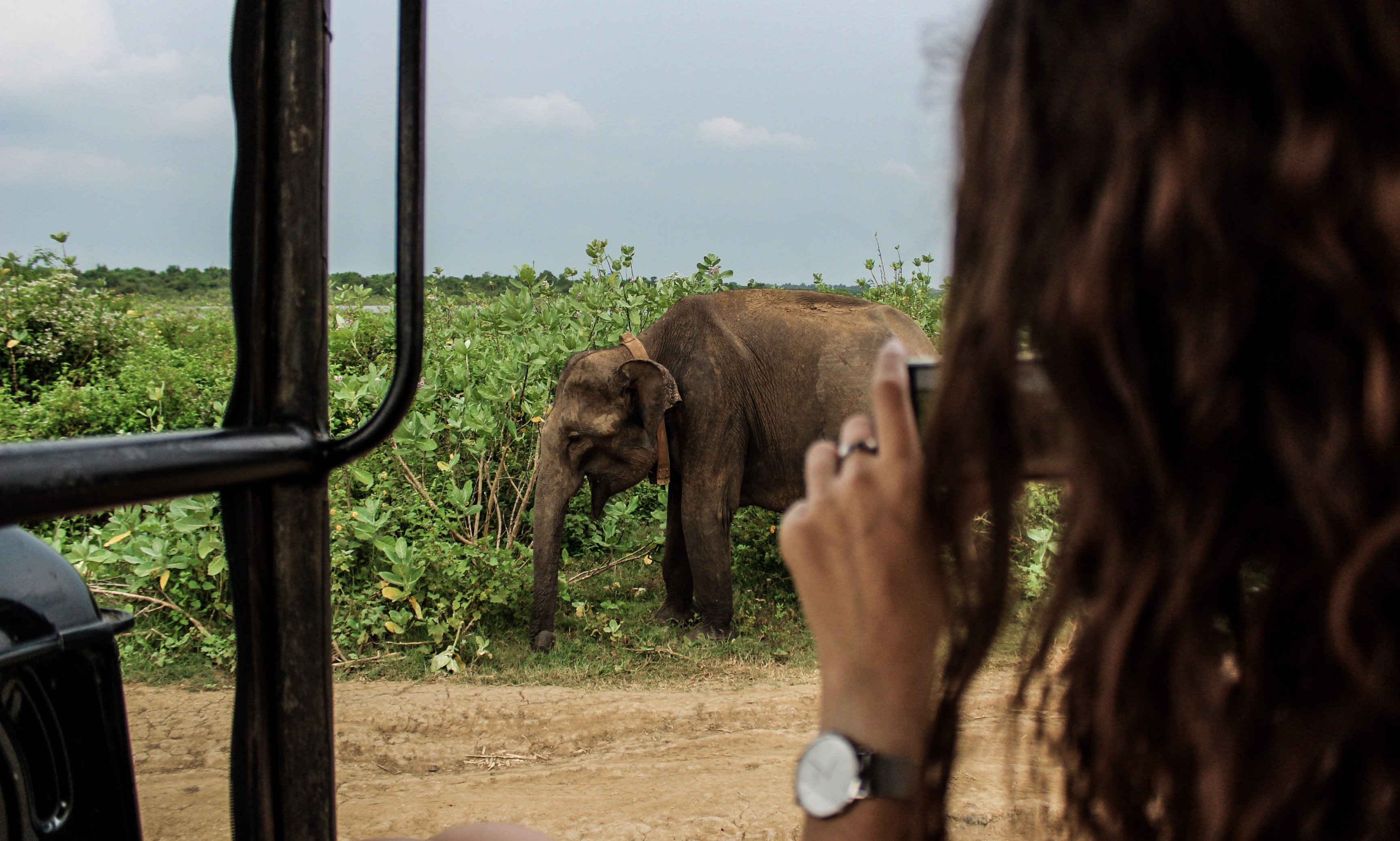 udawalawe_elephants2.jpg