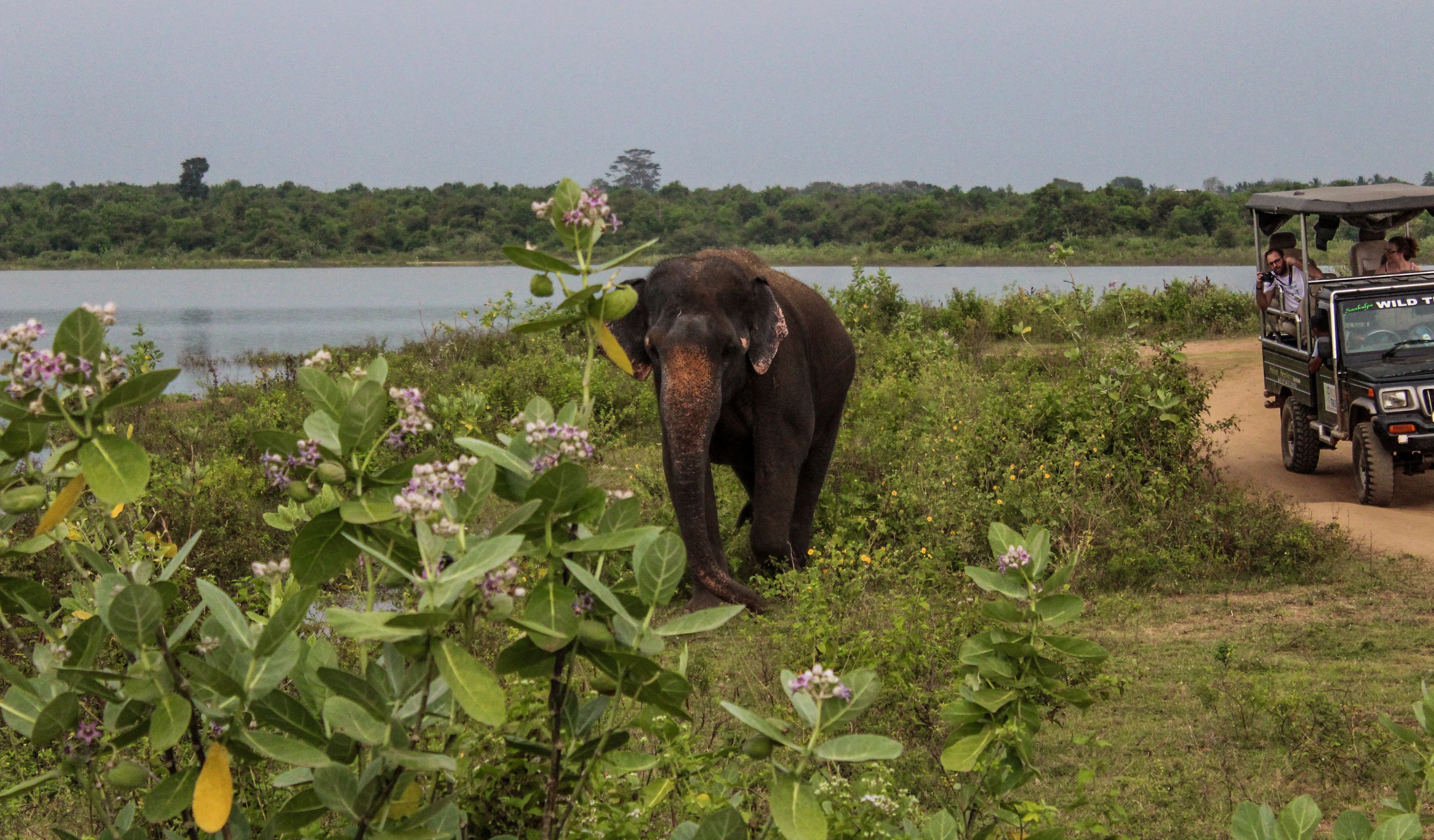 udawalawe_elephants3.jpg