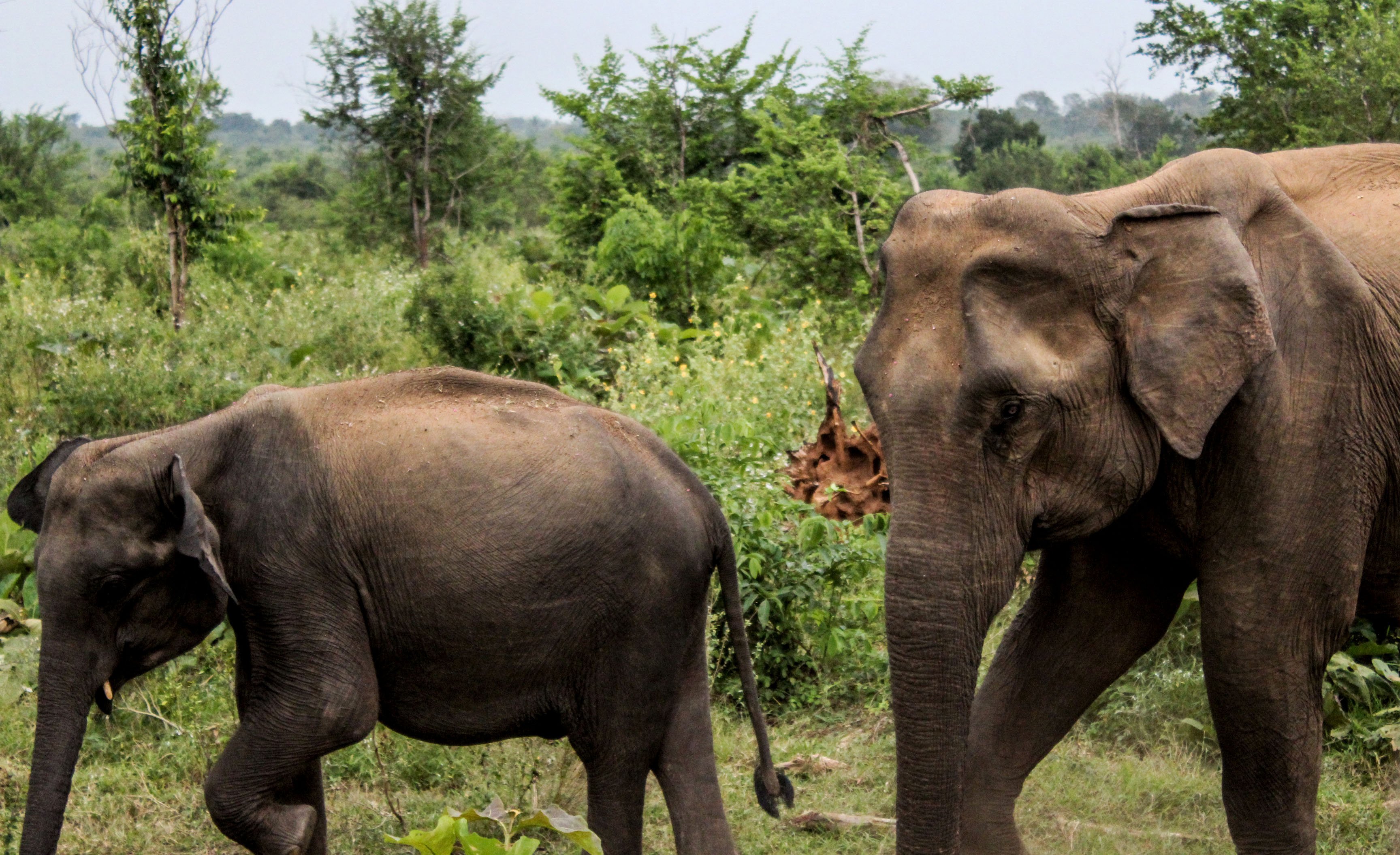 udawalawe_elephants4.jpg