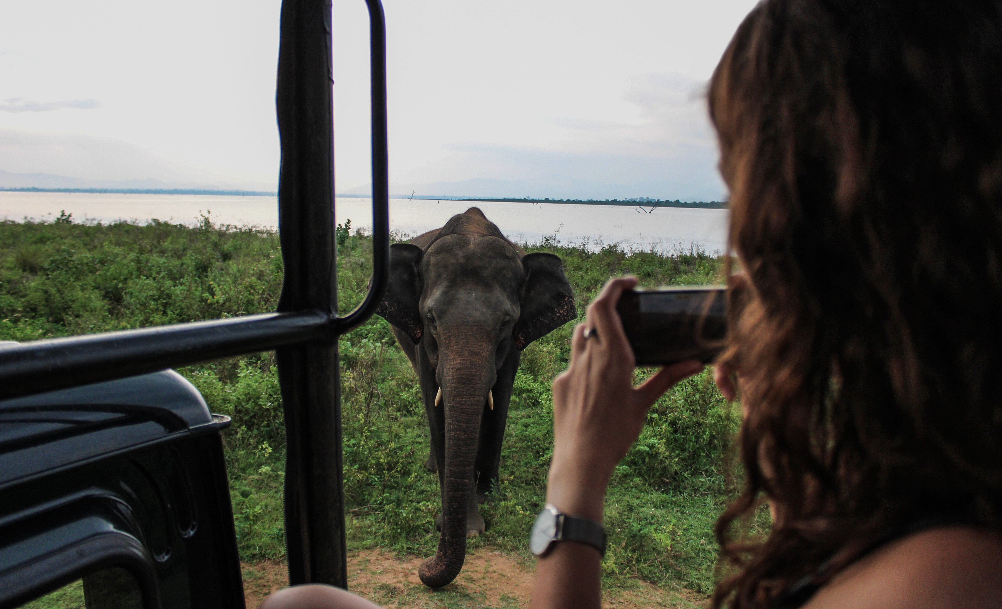 udawalawe_elephants5.jpg