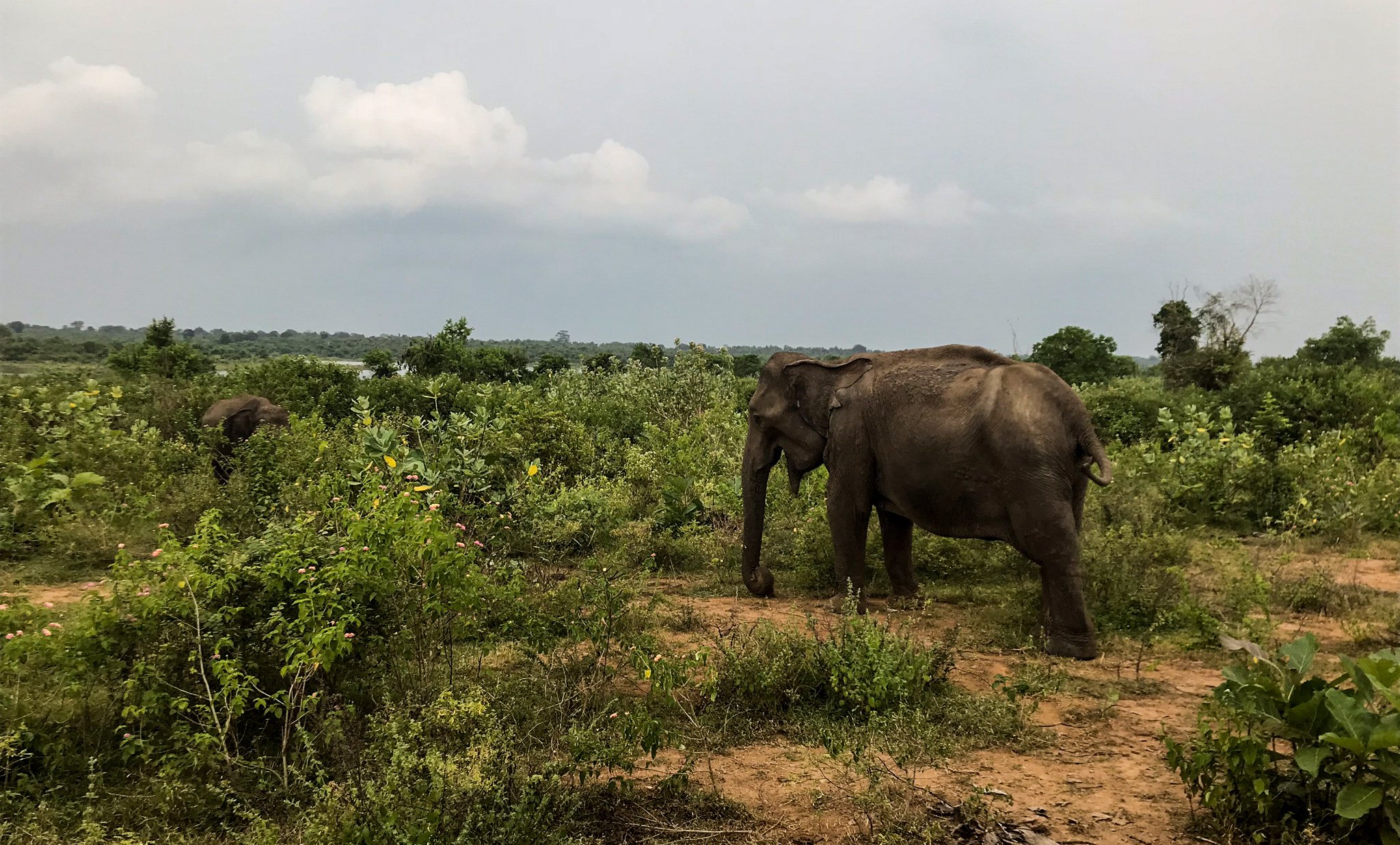 udawalawe_elephants7.jpg