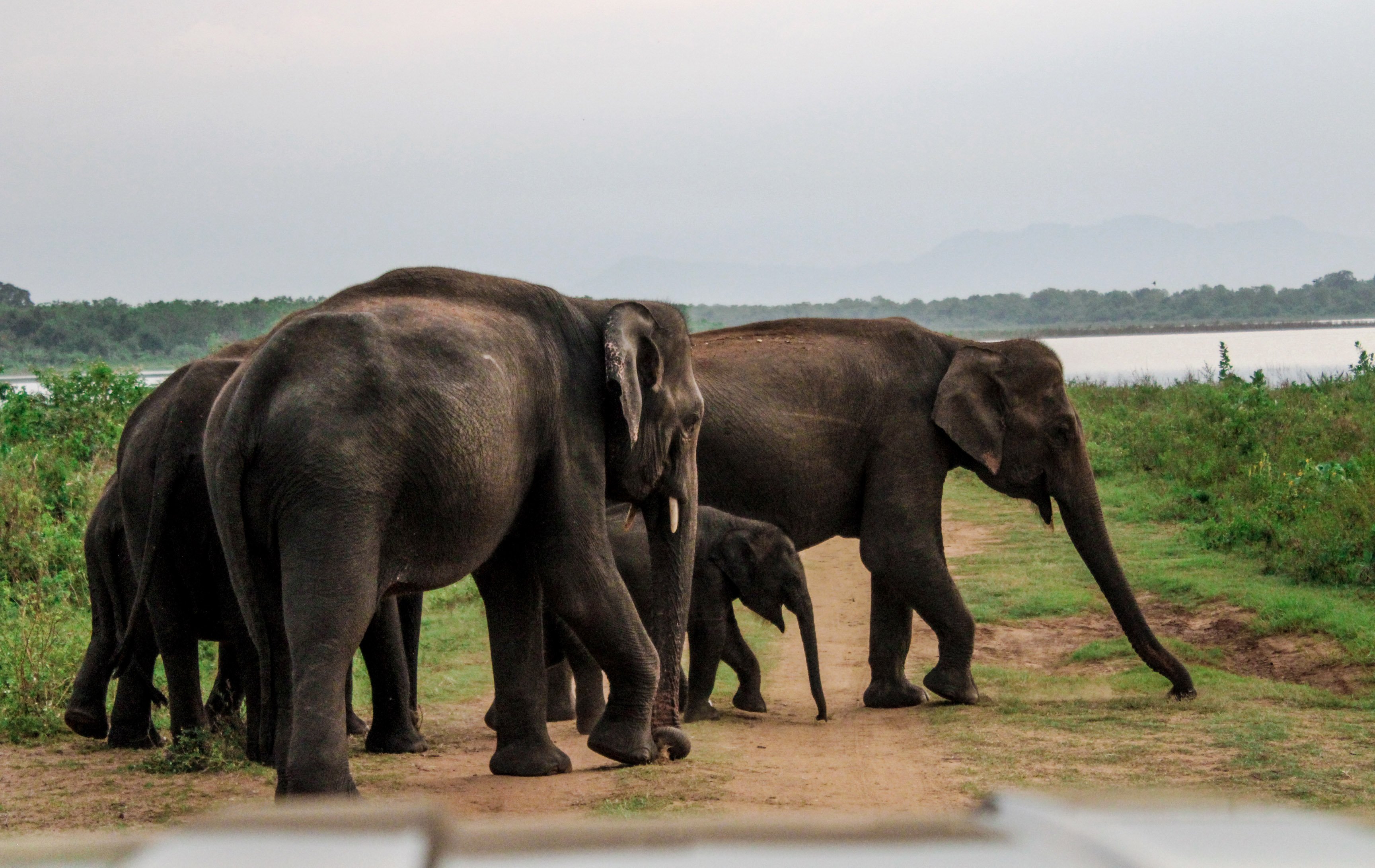 udawalawe_elephants.jpg