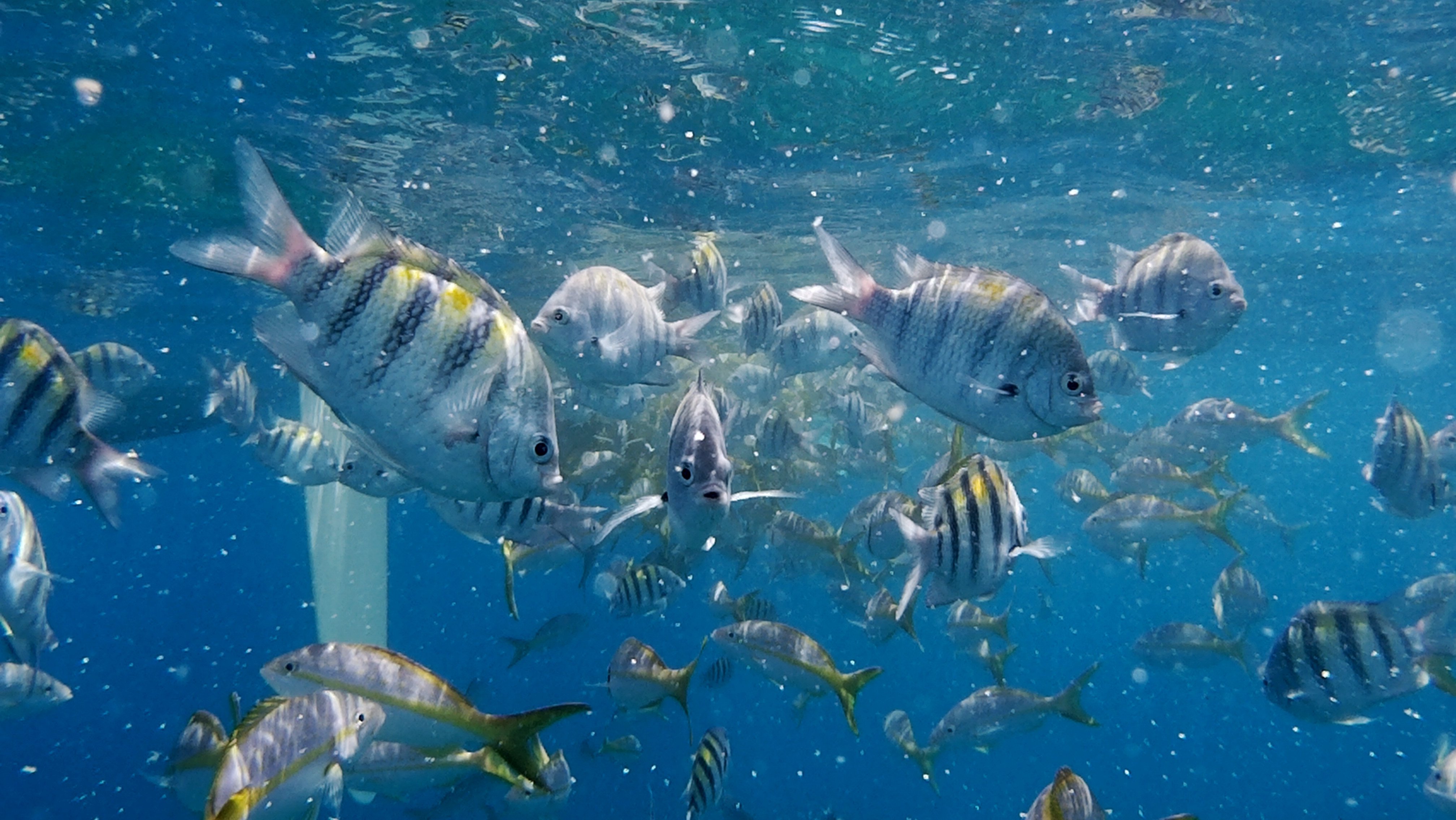 varadero_snorkeling.jpg