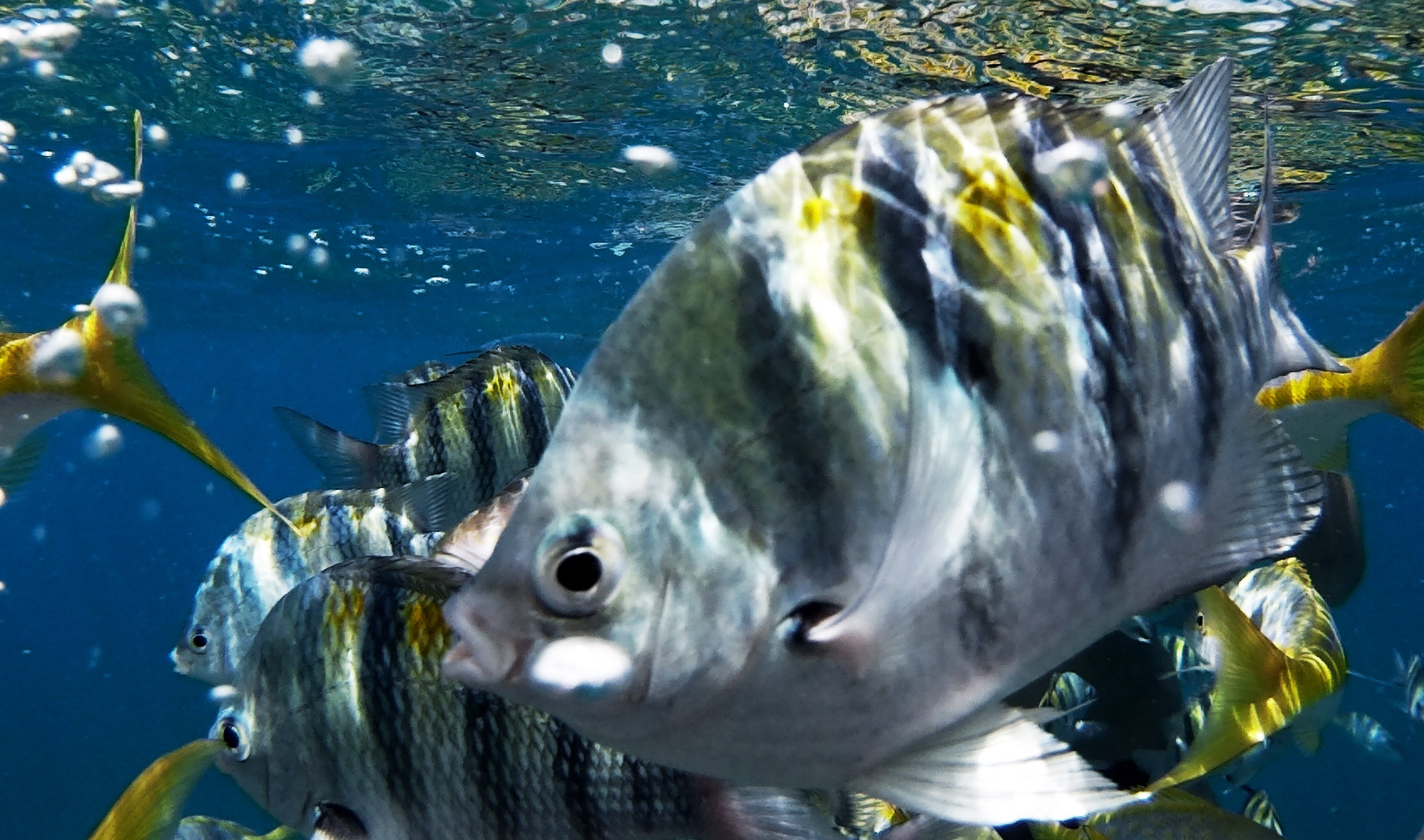 varadero_snorkeling2.jpg